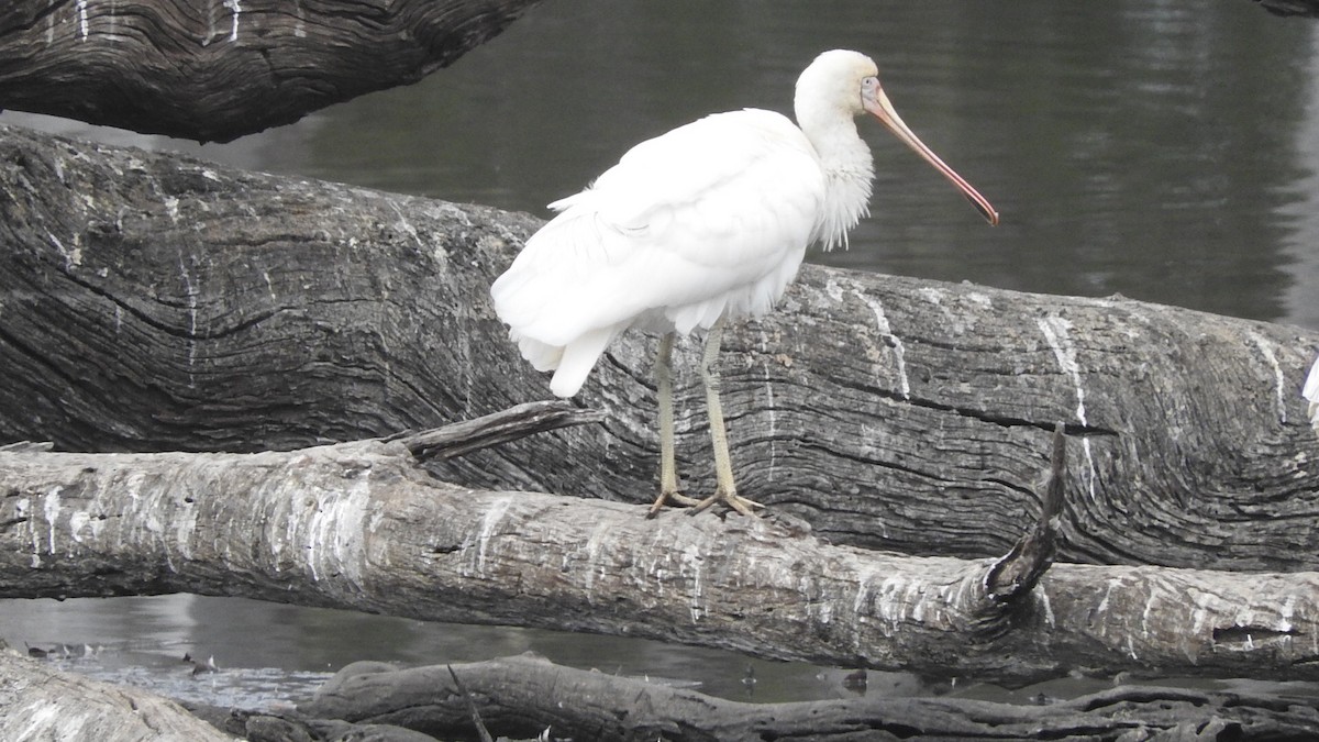 Yellow-billed Spoonbill - ML147212981
