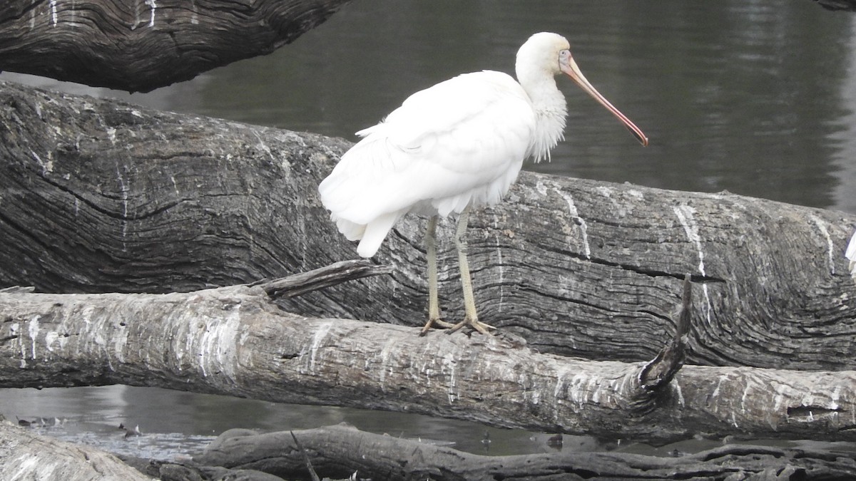 Yellow-billed Spoonbill - ML147212981