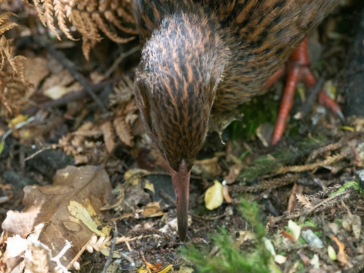 Rascón Weka - ML147213301