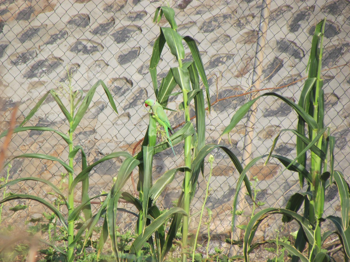 Rose-ringed Parakeet - ML147213861