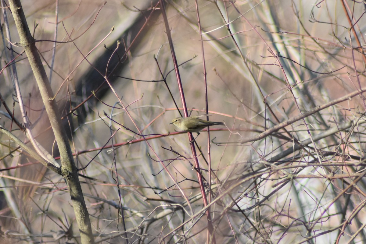 Common Chiffchaff - ML147214211