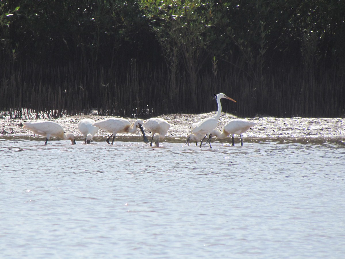 Eurasian Spoonbill - ML147214881