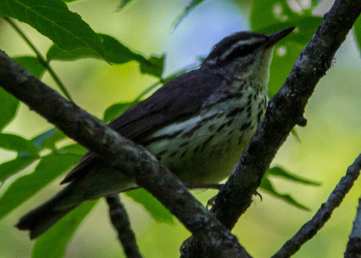 Northern Waterthrush - Marc Boisvert