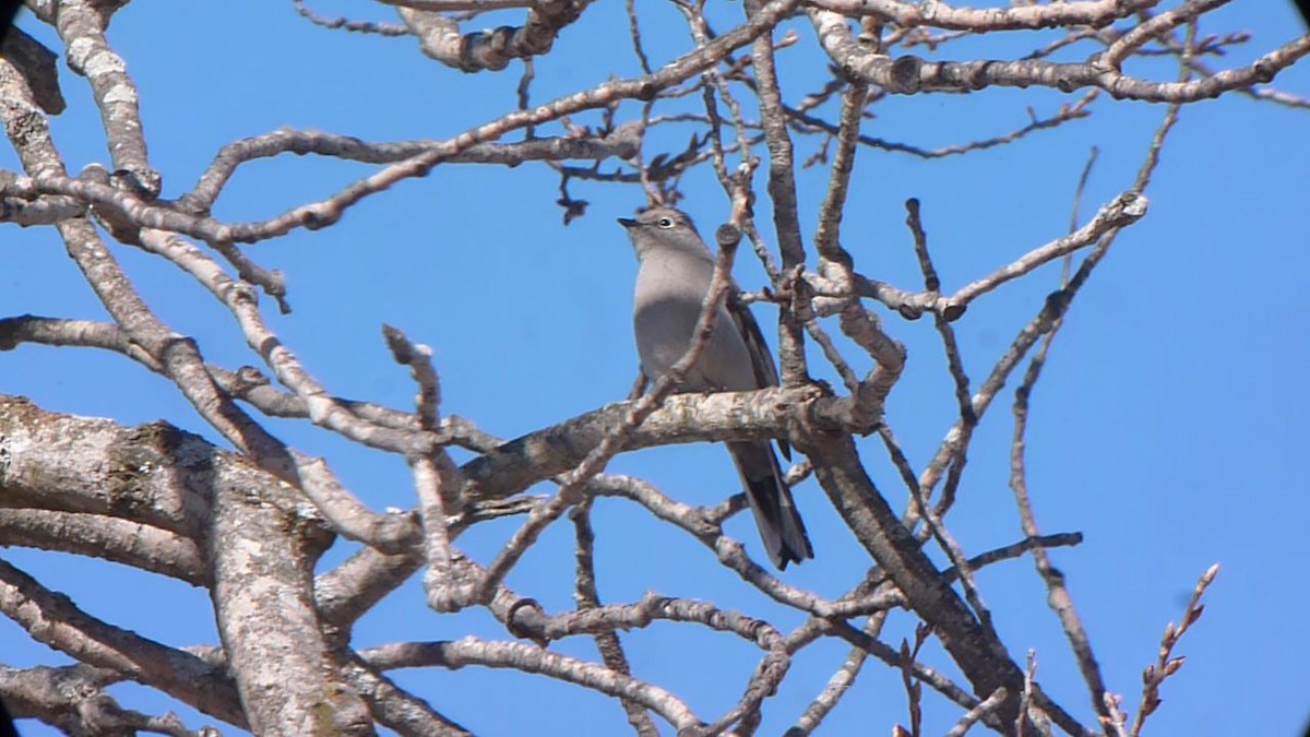 Townsend's Solitaire - ML147215201