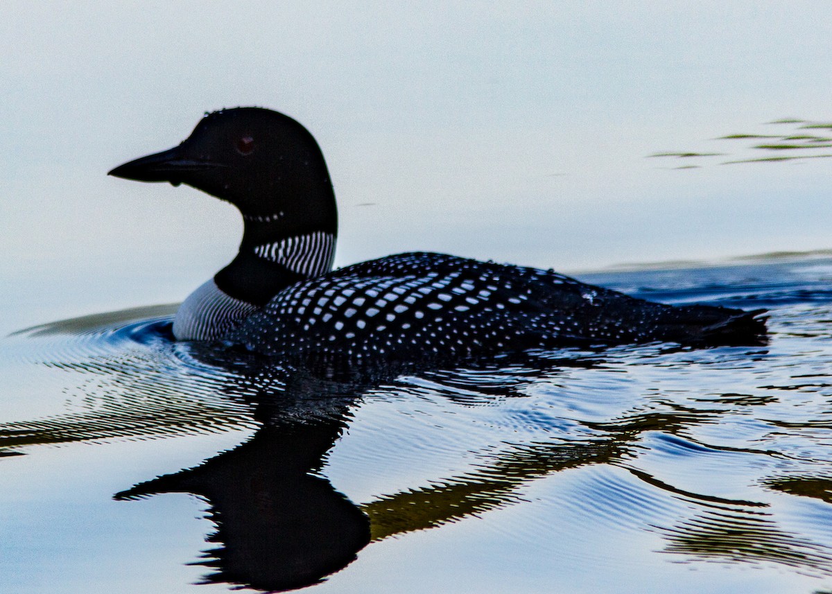 Common Loon - ML147215301