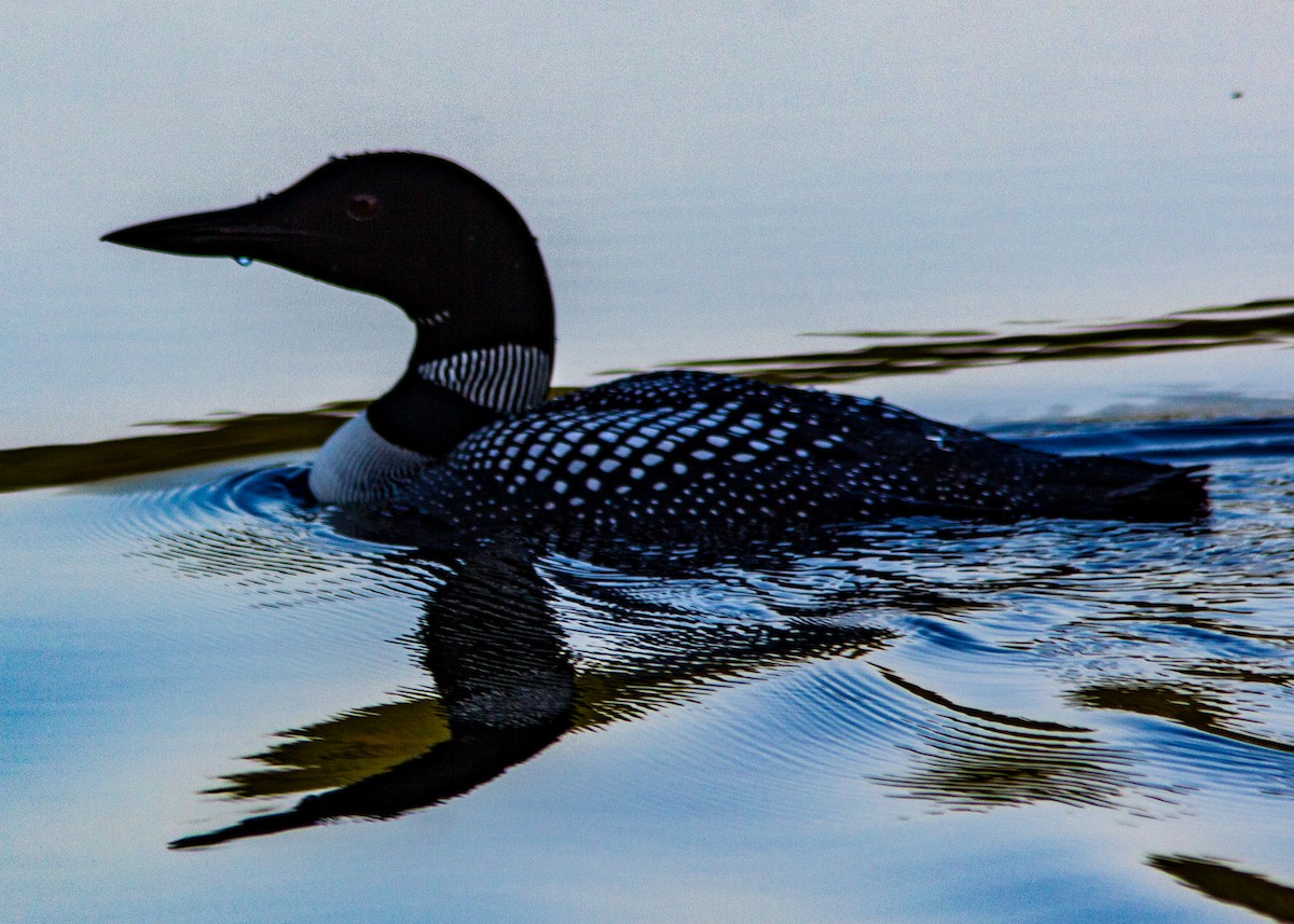 Common Loon - Marc Boisvert