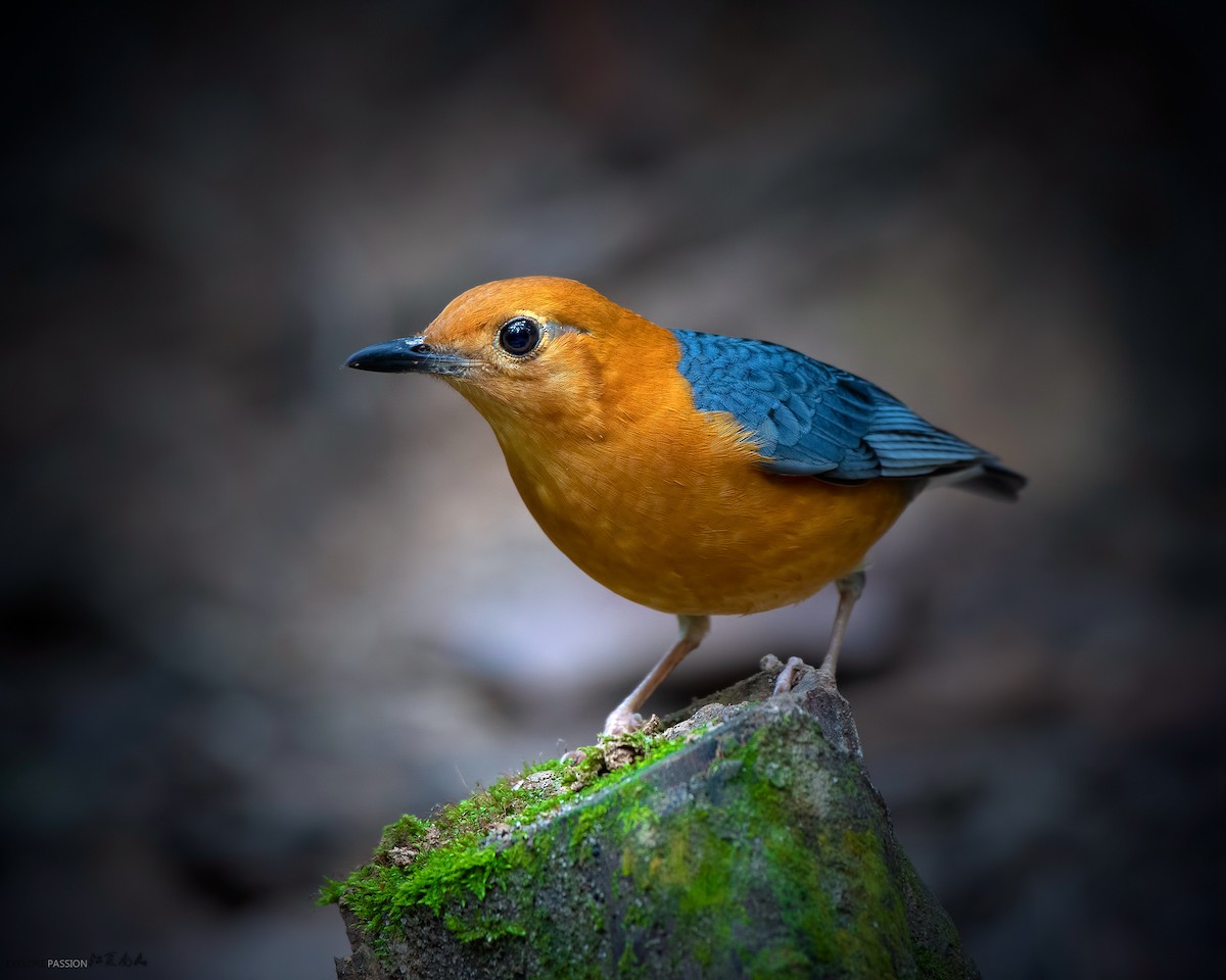 Orange-headed Thrush - ML147215981