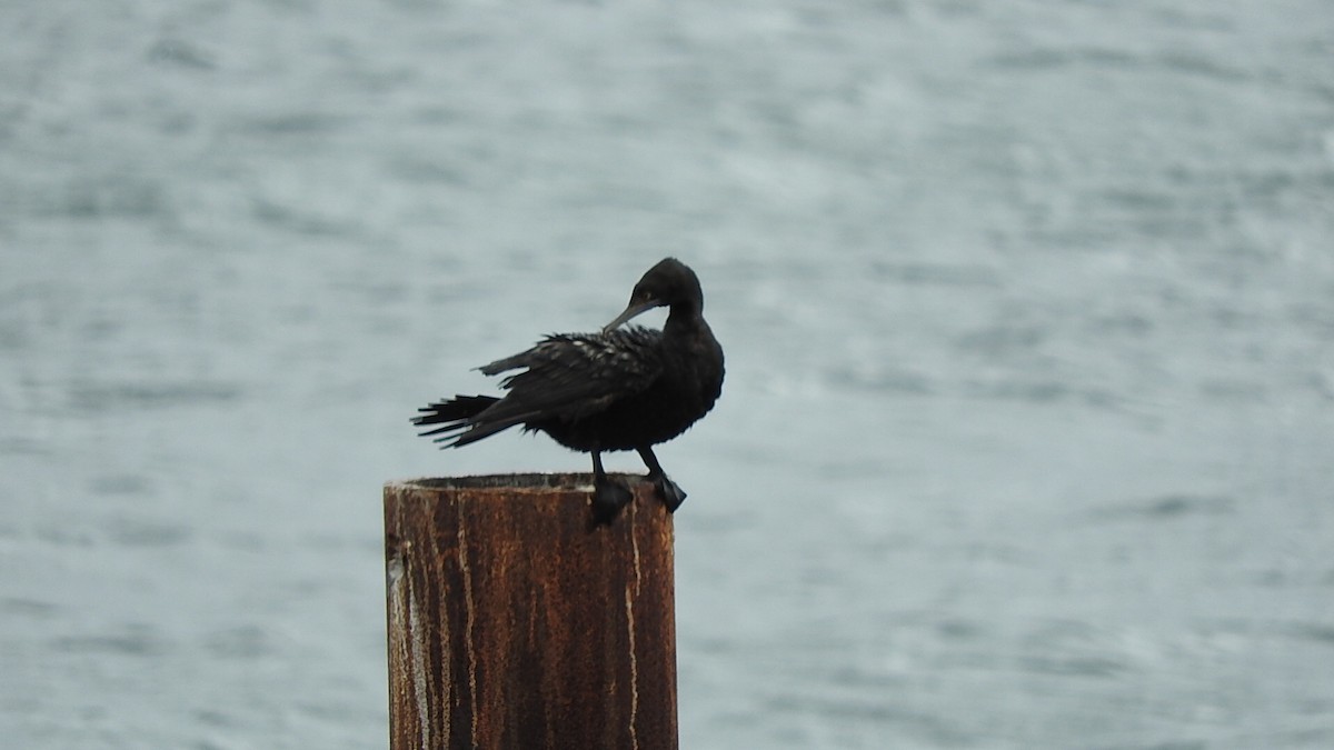 Little Black Cormorant - Doug Cameron
