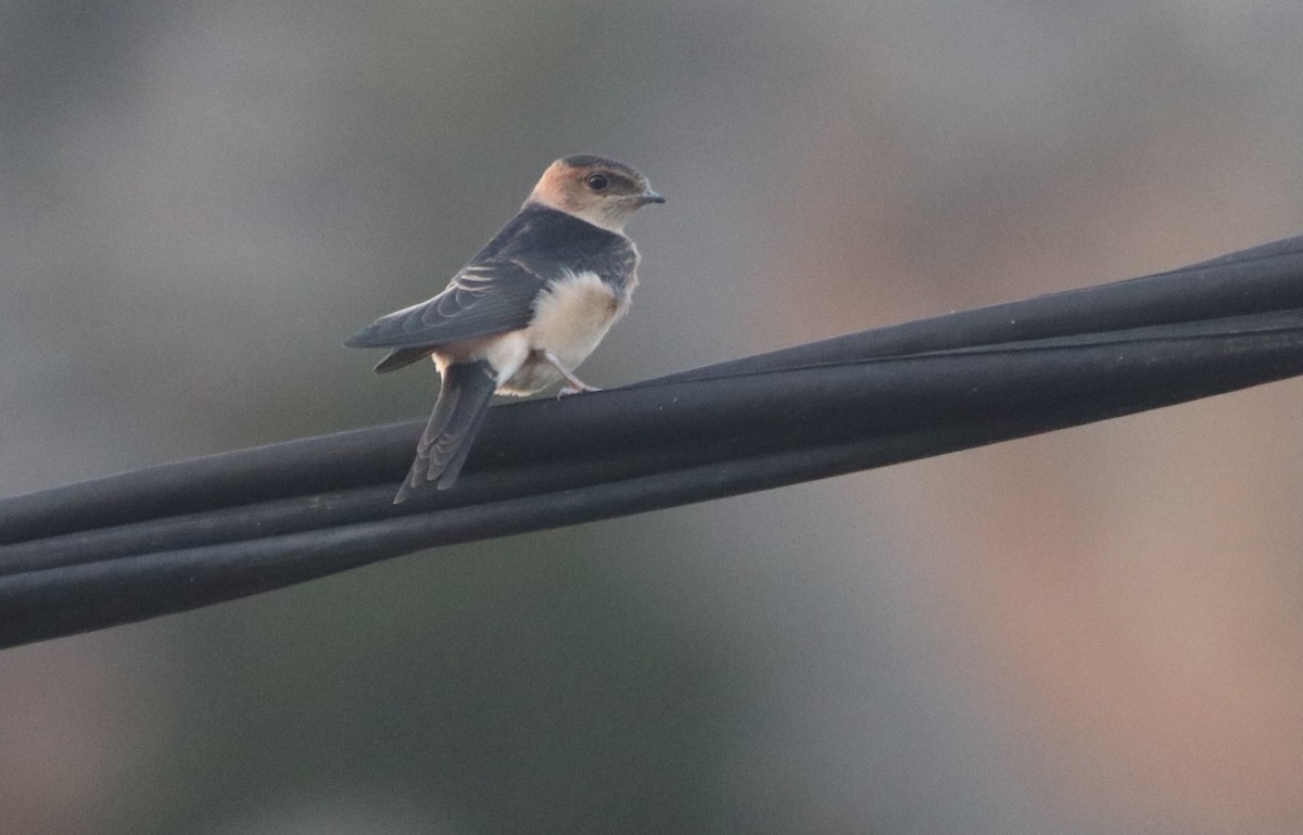 Golondrina Dáurica - ML147216101