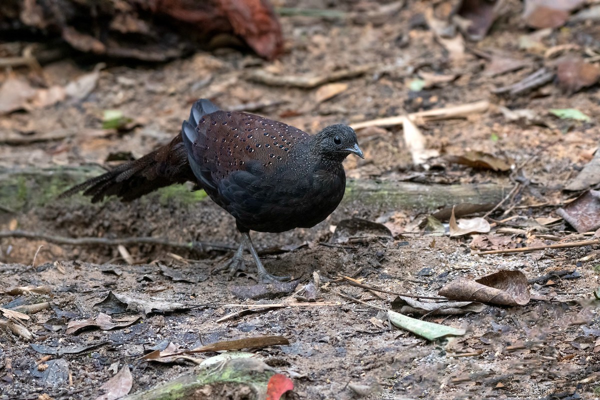 Mountain Peacock-Pheasant - Wai Loon Wong
