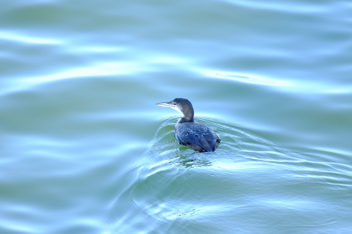 Common Loon - Thomas Ferguson