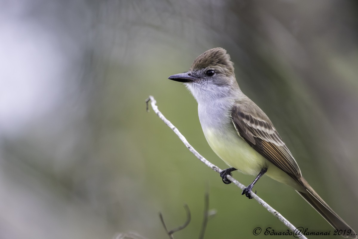 Brown-crested Flycatcher - Jorge Eduardo Ruano