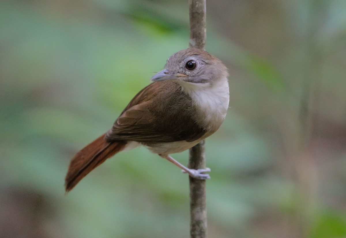 Moustached Babbler - Neoh Hor Kee