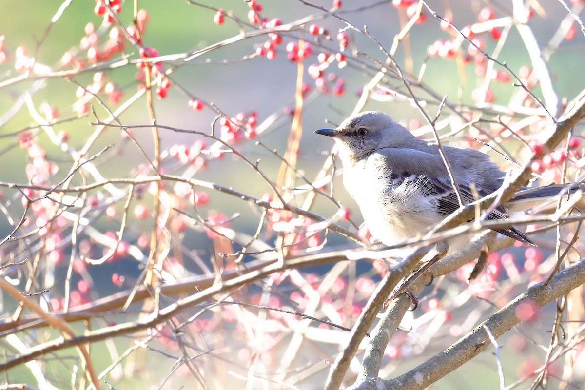 Northern Mockingbird - ML147219091