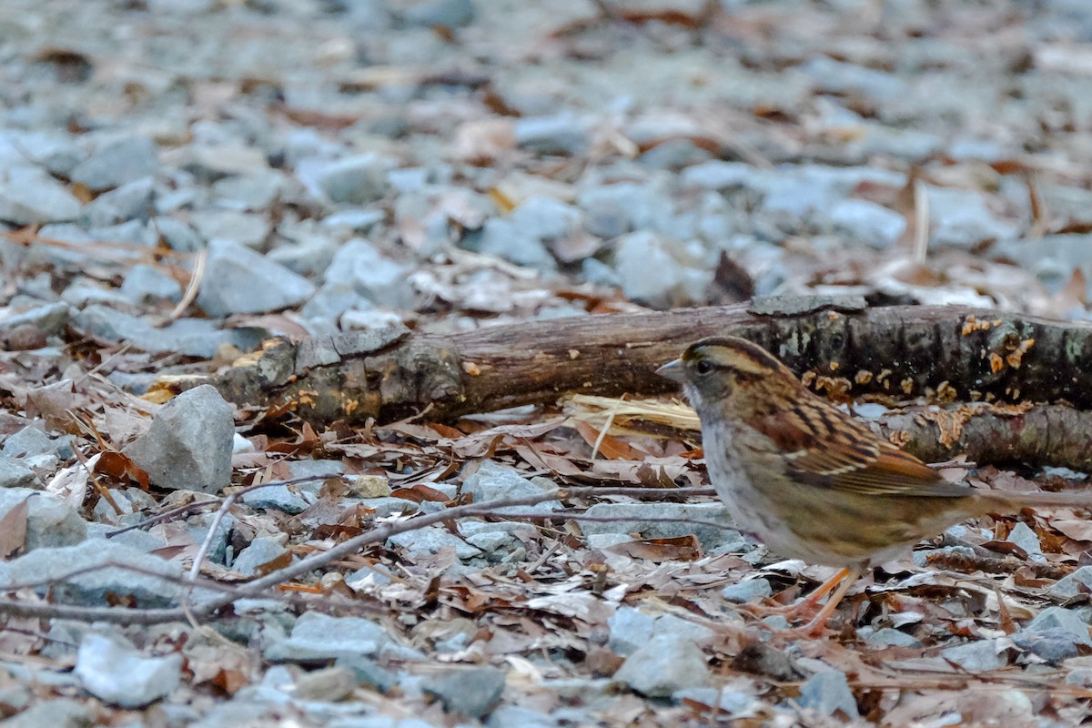 White-throated Sparrow - ML147219161