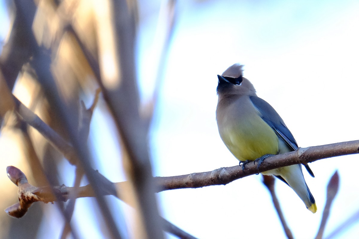 Cedar Waxwing - ML147219241
