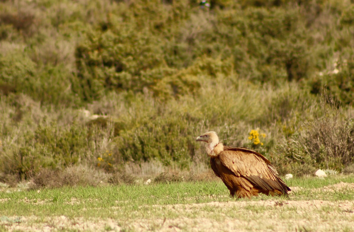 Eurasian Griffon - ML147222601