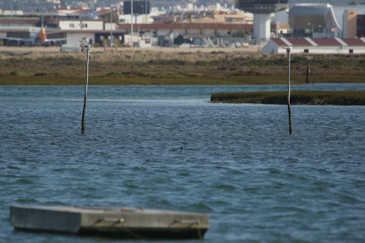 Sandwich Tern - ML147223551