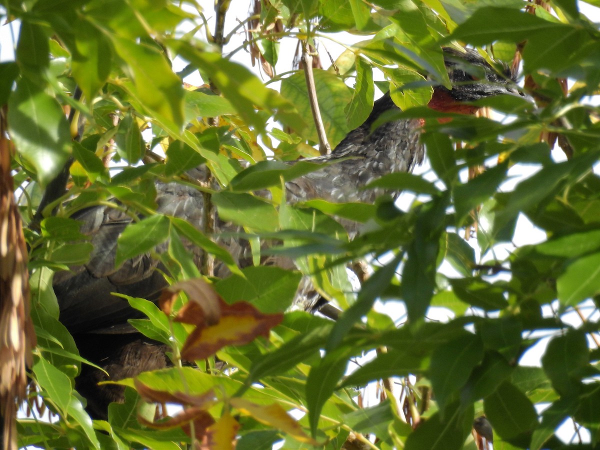 Dusky-legged Guan - ML147223811