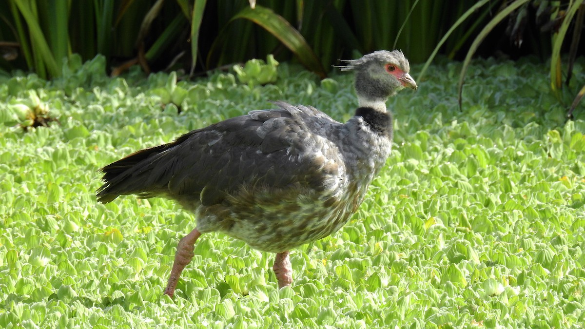 Southern Screamer - ML147224411