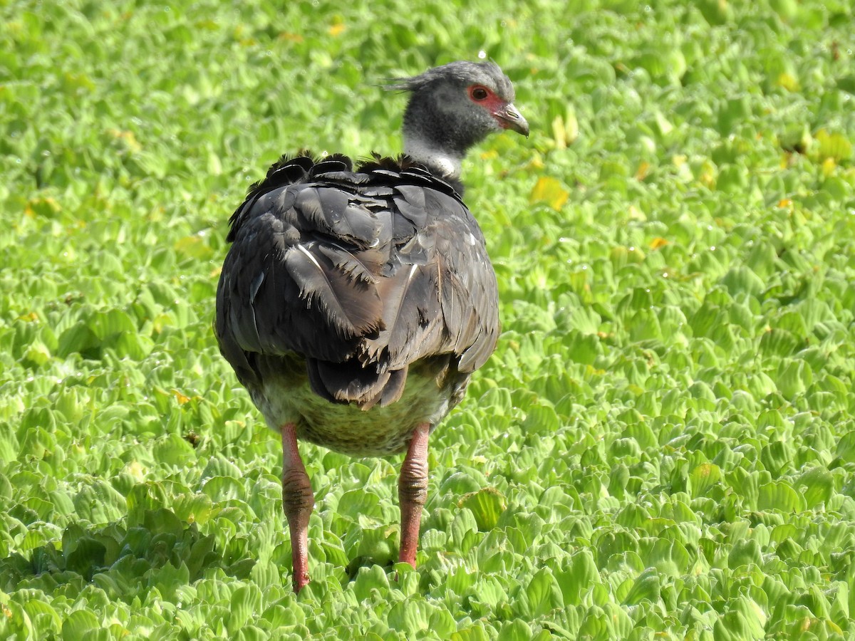 Southern Screamer - ML147224431