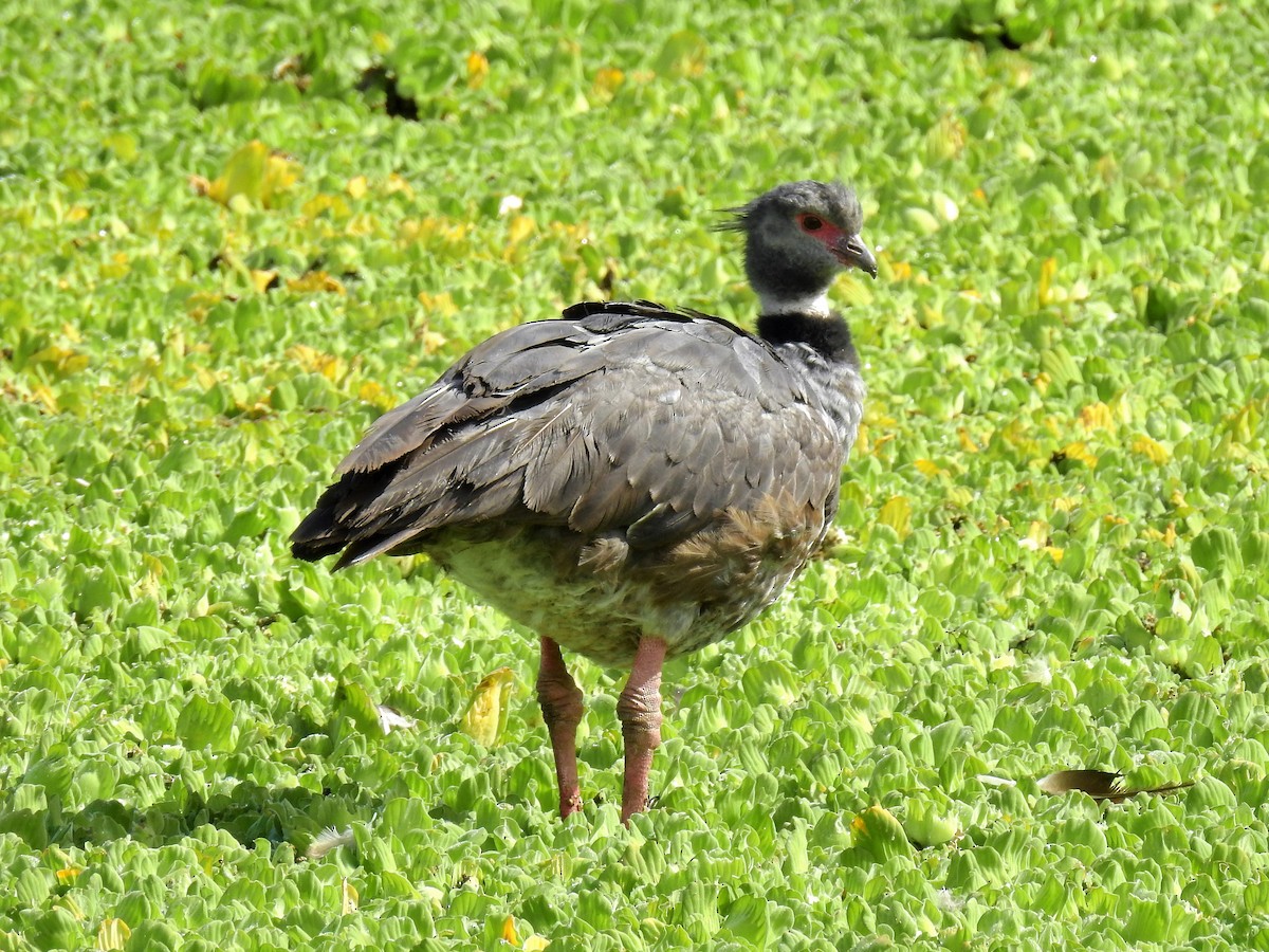 Southern Screamer - ML147224441