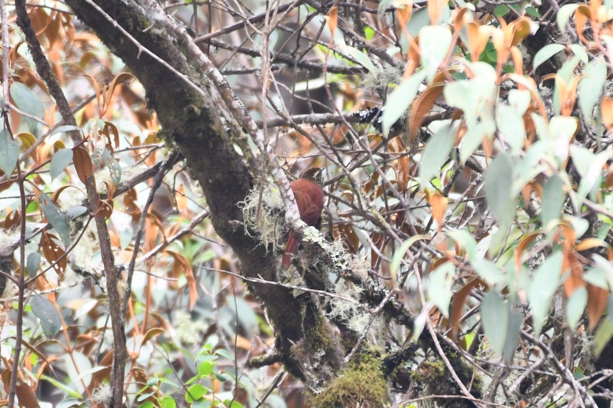 Pearled Treerunner - Liz Harper