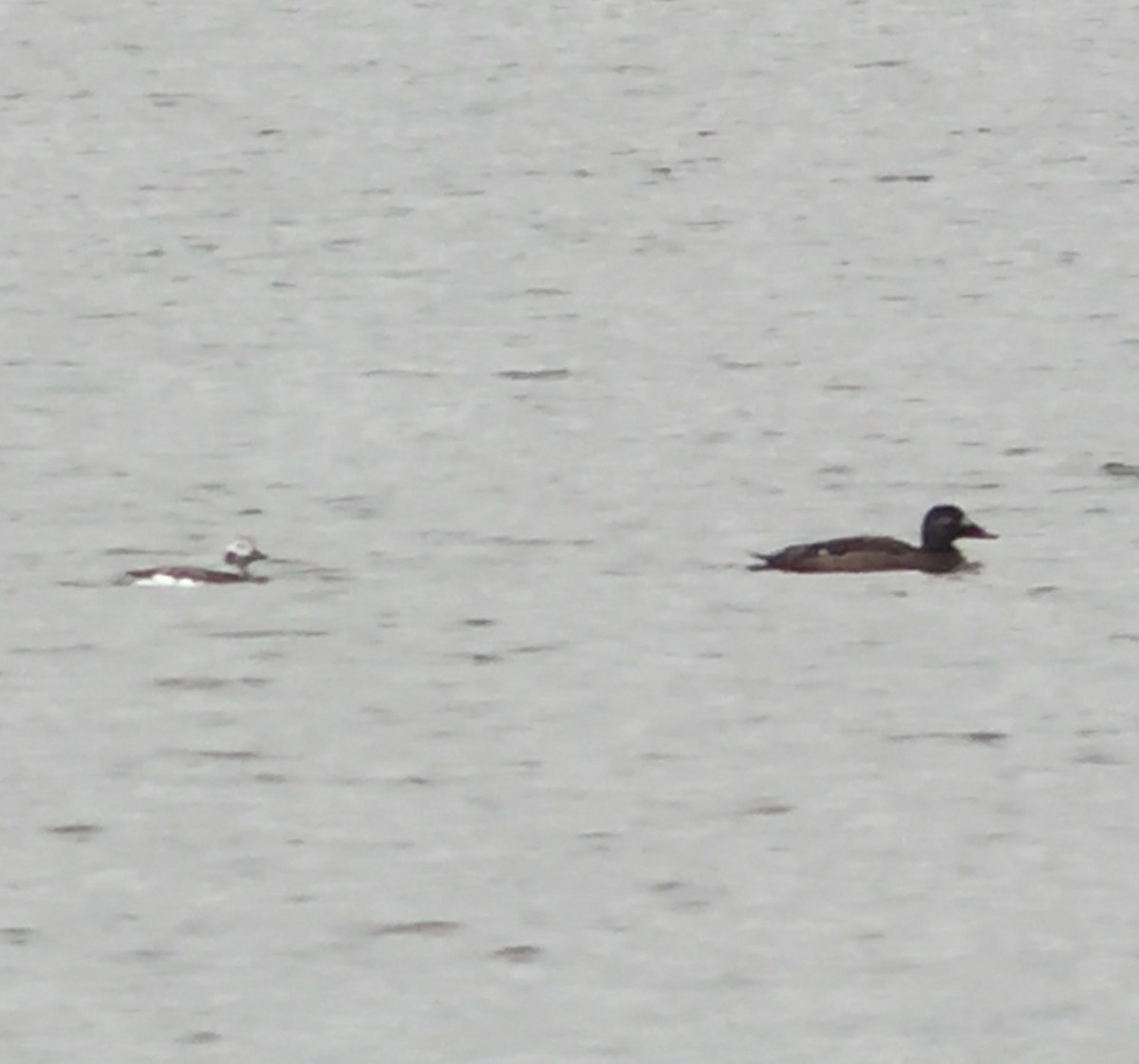 Long-tailed Duck - ML147225021