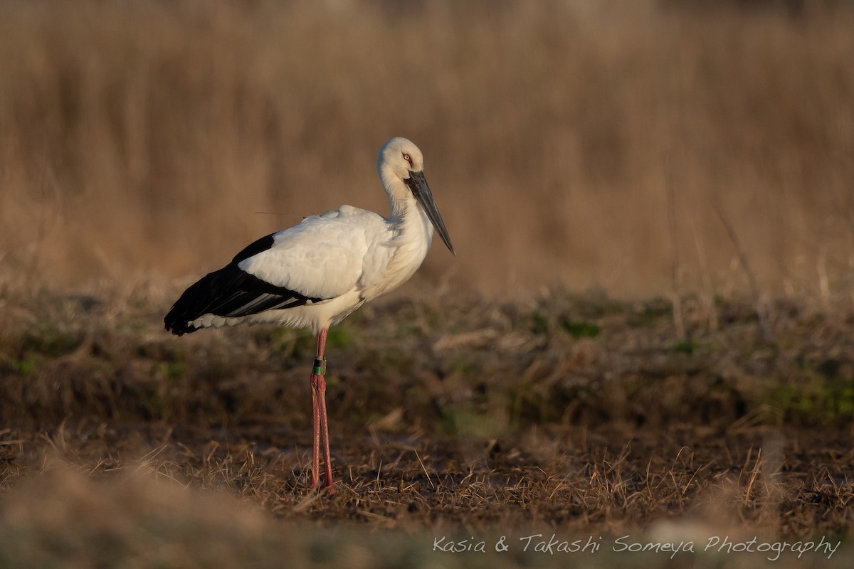 Schwarzschnabelstorch - ML147225031