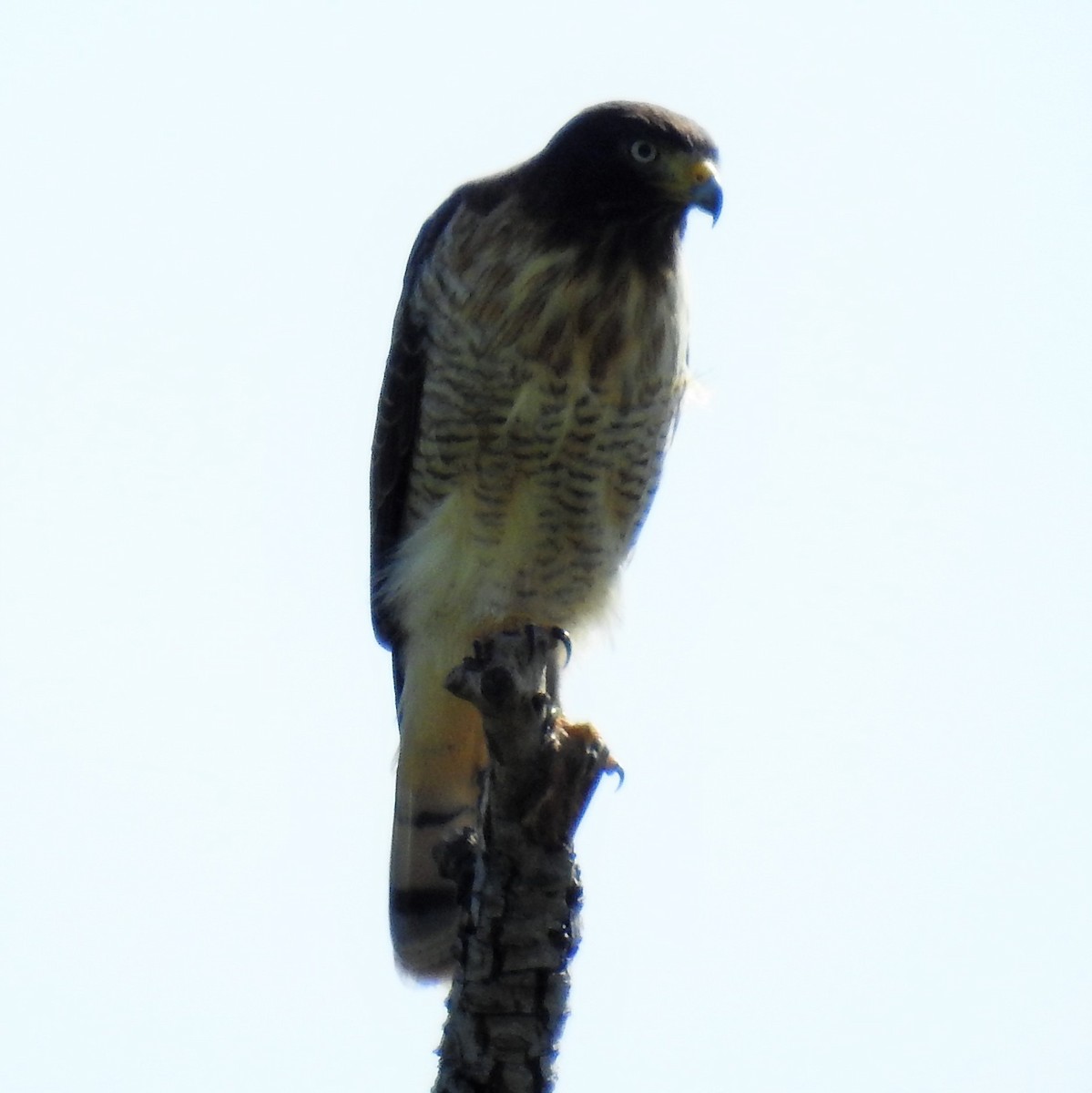 Roadside Hawk - ML147225091