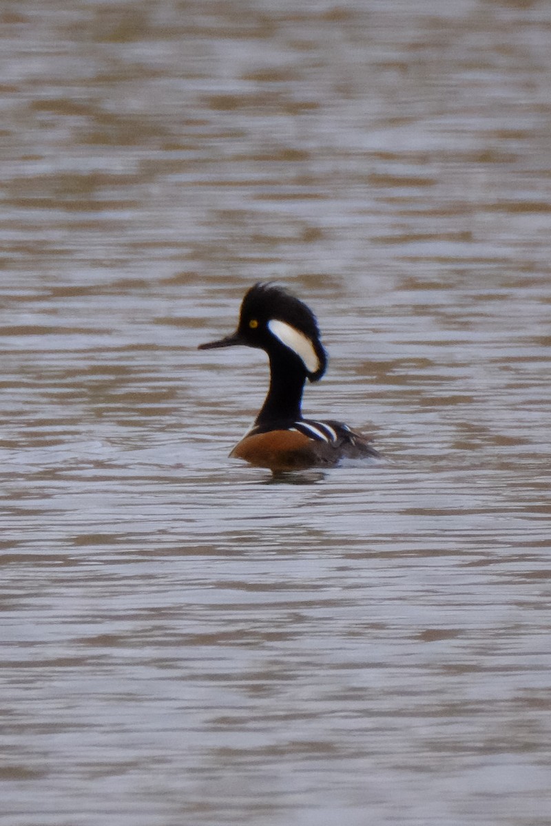 Hooded Merganser - ML147226551