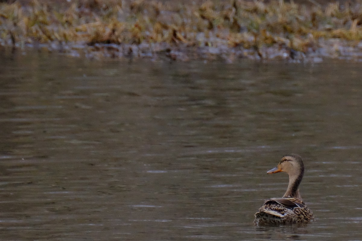 Mallard - ML147226601