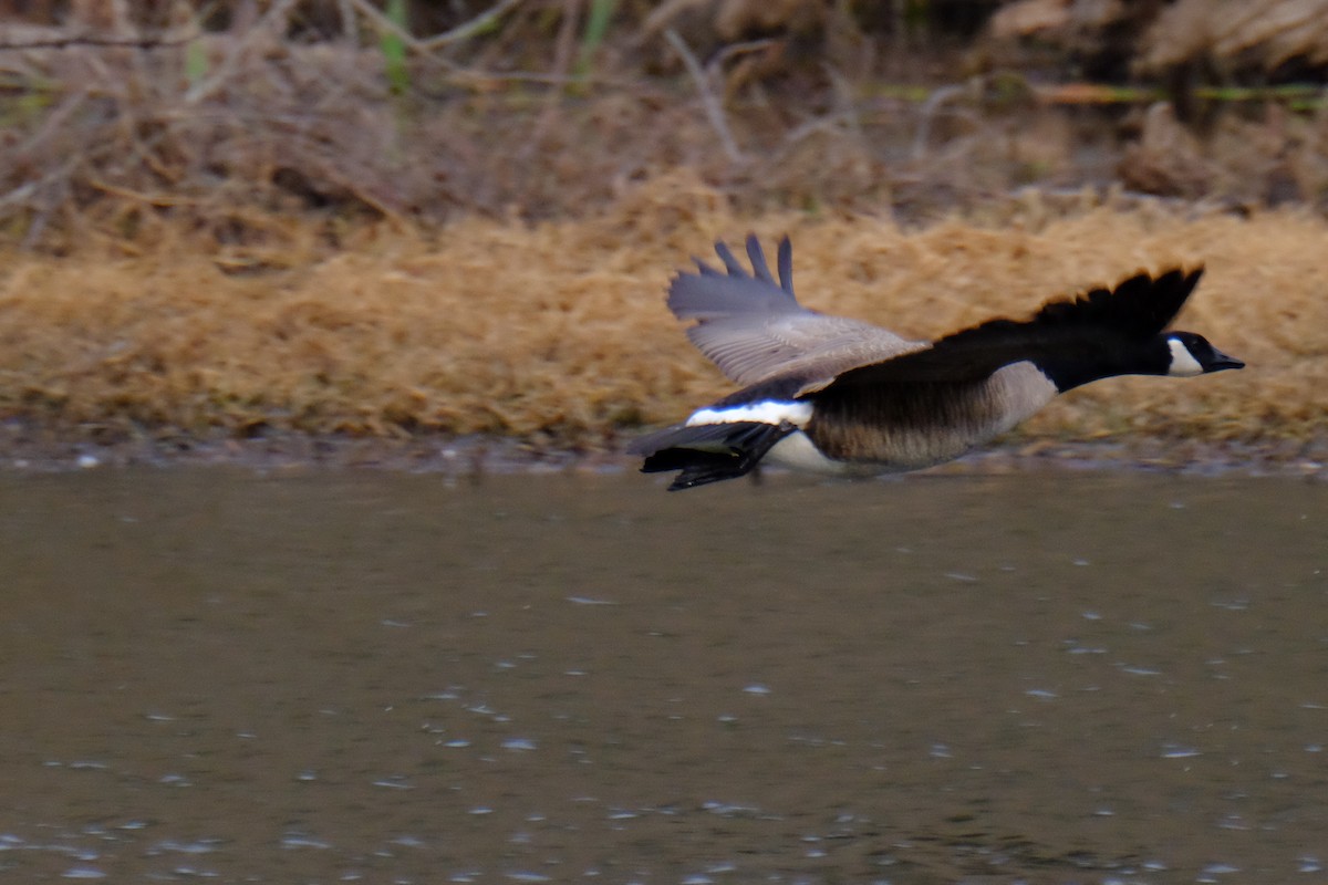 Canada Goose - ML147226661