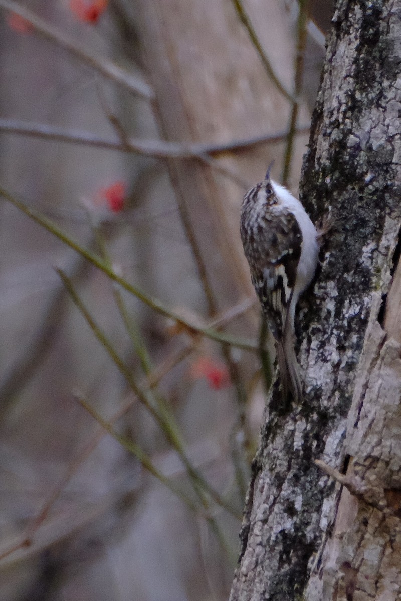 Brown Creeper - ML147226701