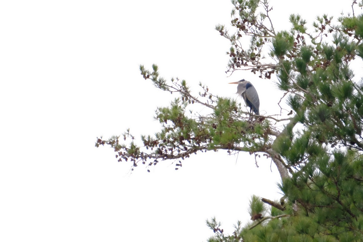 Great Blue Heron - ML147226741