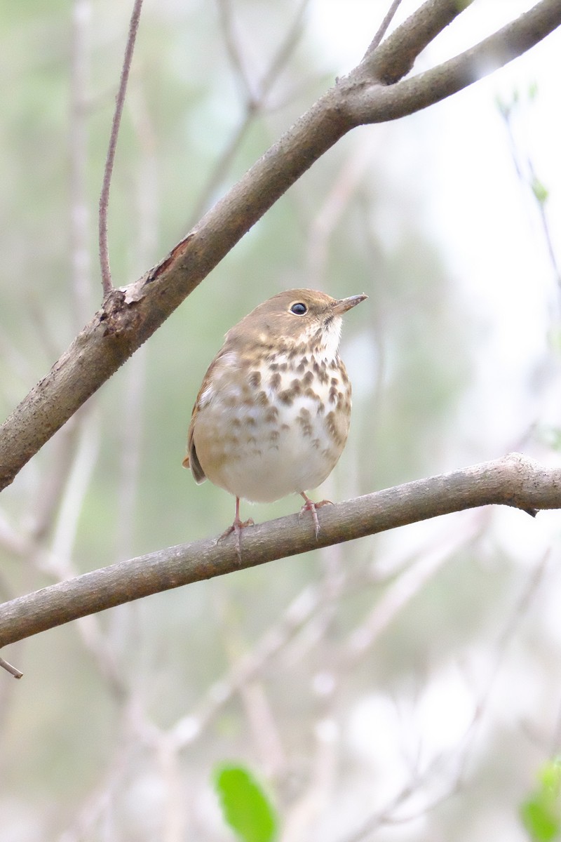Hermit Thrush - ML147226931
