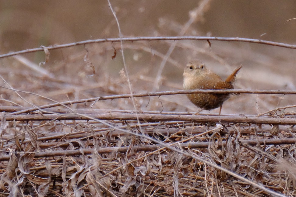 Winter Wren - ML147226991