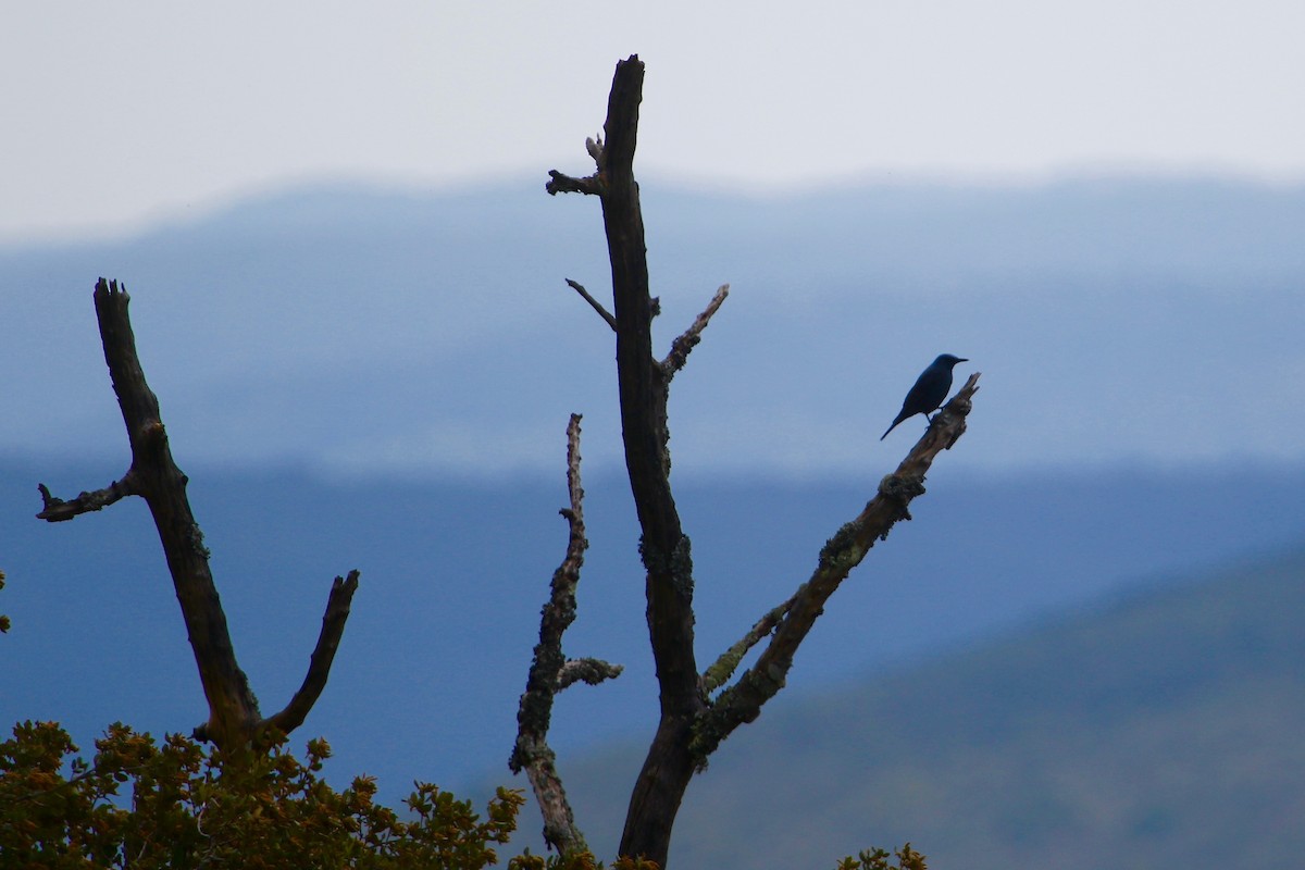 Blue Rock-Thrush - ML147227161