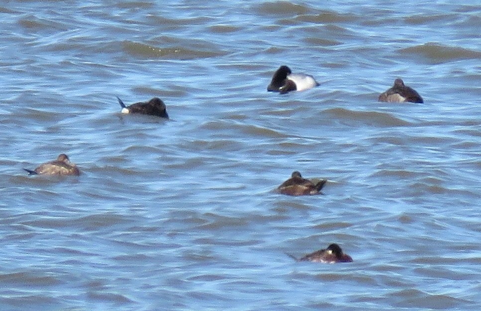 Ruddy Duck - ML147227491