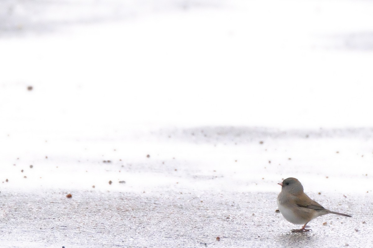 Dark-eyed Junco - ML147227521