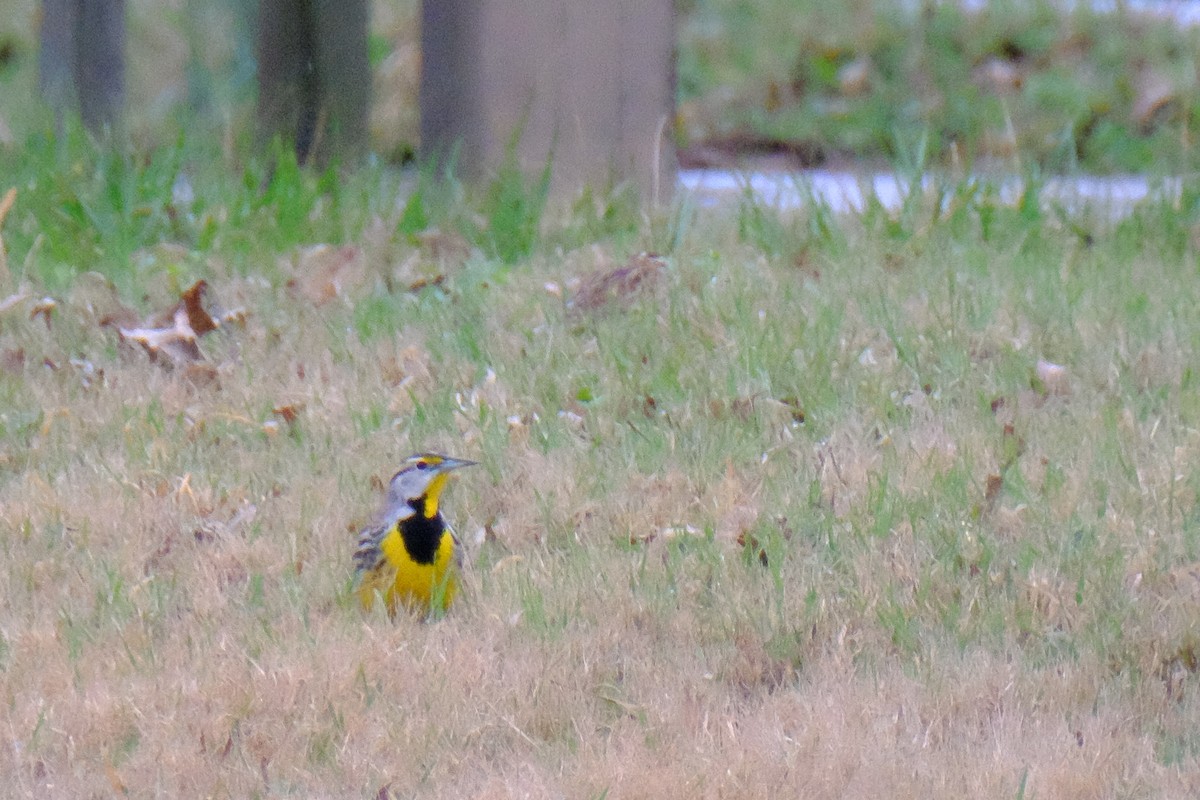 Eastern Meadowlark - ML147227701