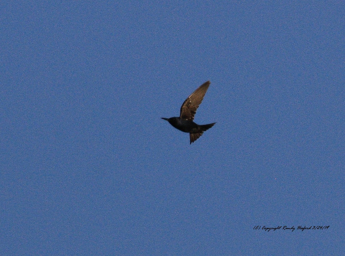 Golondrina Purpúrea - ML147227781