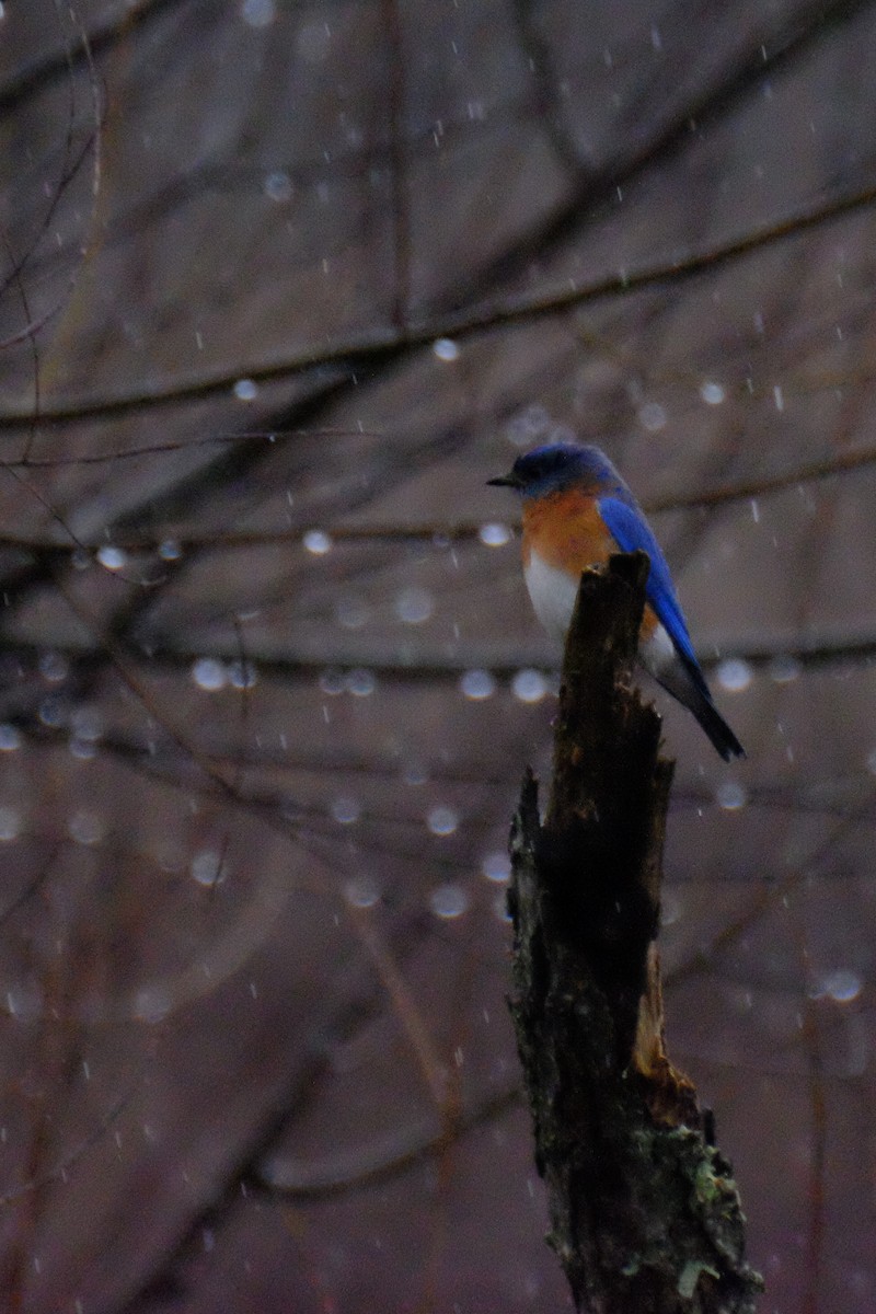 Eastern Bluebird - ML147227881