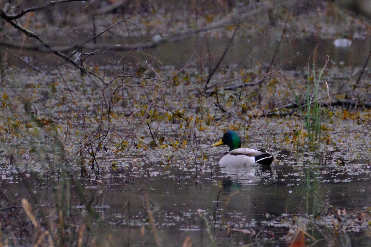 Mallard - ML147227921