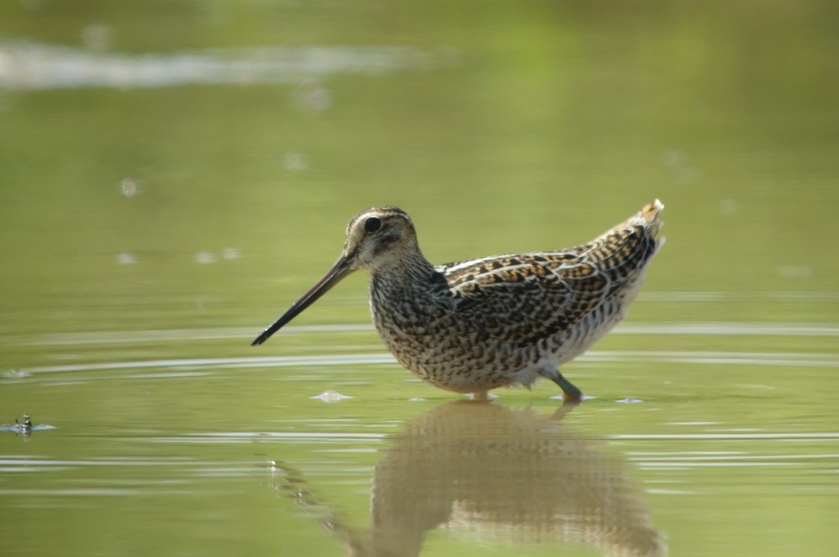 Swinhoe's Snipe - ML147227951