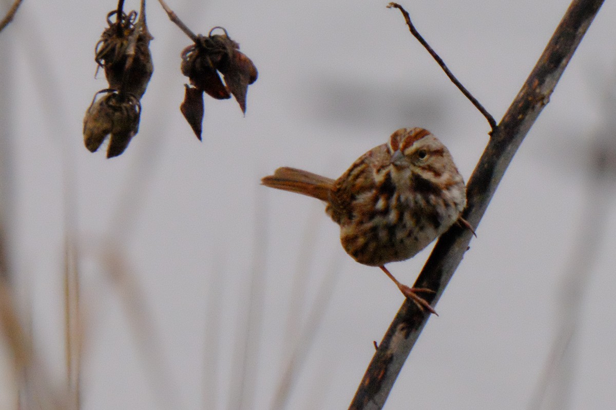 Song Sparrow - ML147228051