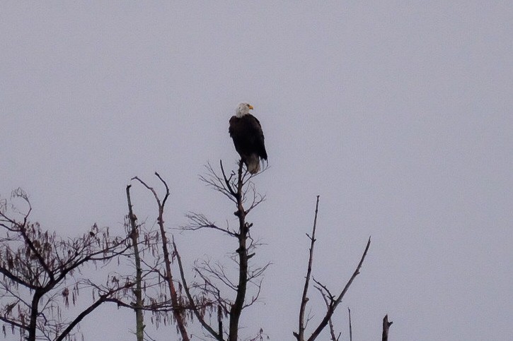 Bald Eagle - ML147228101