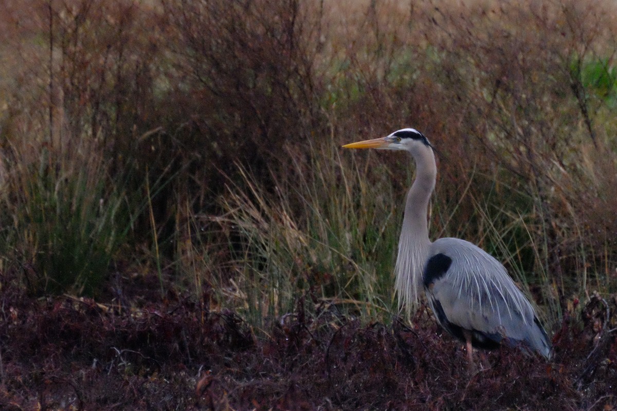 Great Blue Heron - ML147228191