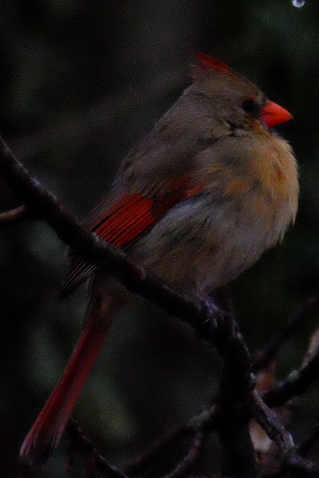 Northern Cardinal - ML147228271
