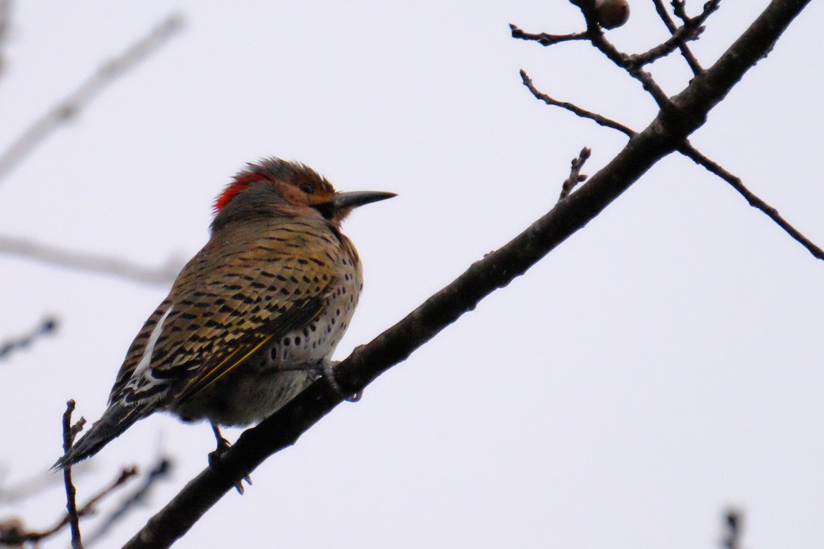 Northern Flicker - ML147228401